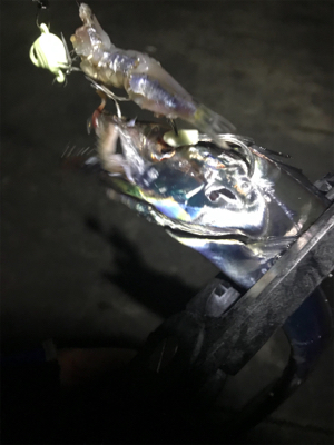 初キビナゴテンヤ