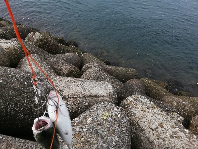 ショアジギング