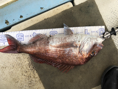 明石沖にてタイラバ