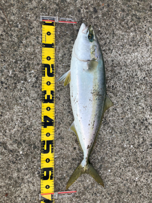 今シーズン初青物。メジロゲット！