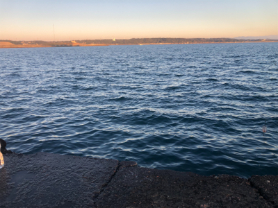 今日は中アジに嫌われた