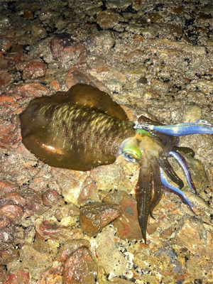 もうすぐ親イカ？