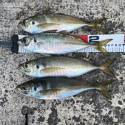 久しぶりの沖堤防