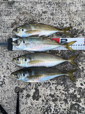 久しぶりの沖堤防