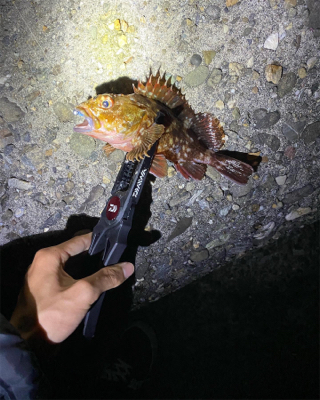 アジングリベンジ❗️