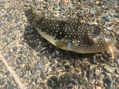 キスは足で釣る