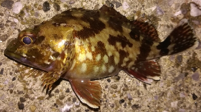 皆既月食アジング