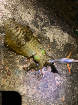 エギング絶好調