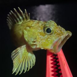 寒さで準備をサボったせいで