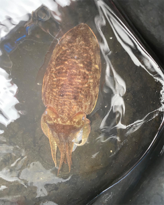 関門一つテンヤ