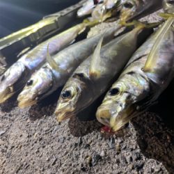 通いアジング継続中