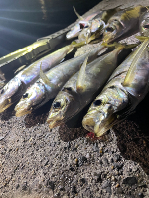 通いアジング継続中