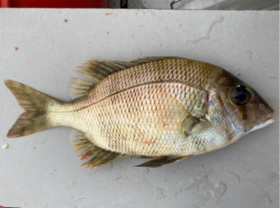 久々のボート釣り