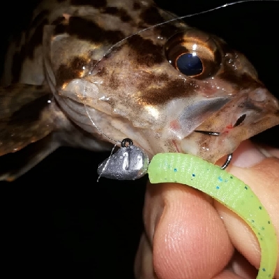 ロックフィッシュカーニバル