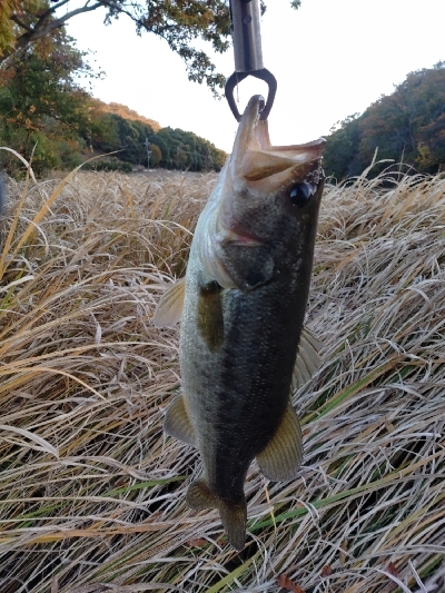 610DGS アーロンマーティンスリミテッド