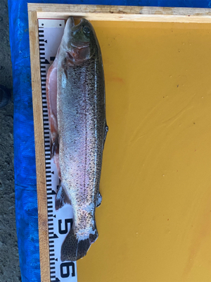 黒保根渓流フィシング