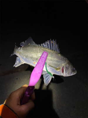 大阪湾奥アジング