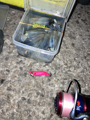 爆風の中ヒイカ釣りσ(^_^;)