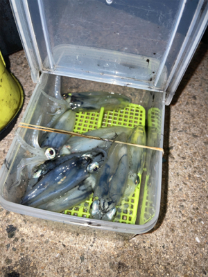 姫路以外でヒイカ調査(^。^)