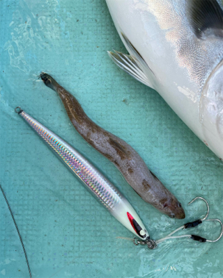 明石沖タチパターンジギング