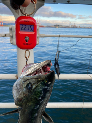 ワンバイト逃すも何とか青い牙1本。。