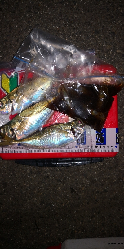 アジング練習　336  バークレーシュラッグミノー