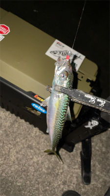 本当にアジは何処へ…