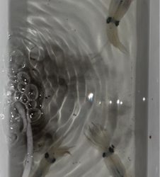 ヒイカ&アナゴ調査