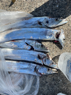 タチウオテンヤ