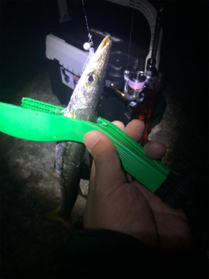 小アジ爆釣するも、中アジは不在…