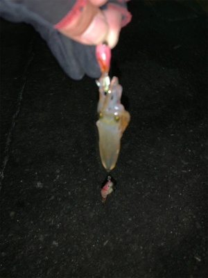 撃腰痛中に釣りに（笑）