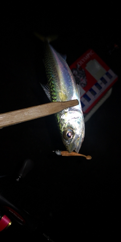 アジング練習337