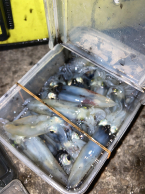 ヒイカはボトムで反応(^。^)