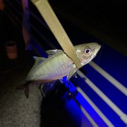 舞洲朝練 アジからのサヨリ