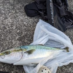 青物チャレンジ