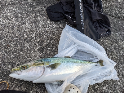 青物チャレンジ