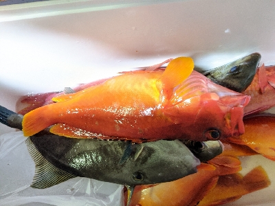 テンヤ五目釣り