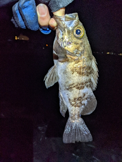 エギングからの…