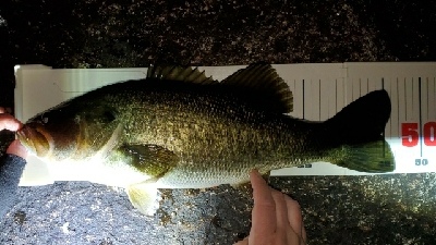 やっとやっとの