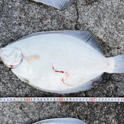 座布団カレイ 記録更新!