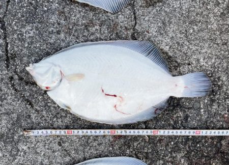 座布団カレイ 記録更新!