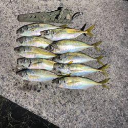 最近のアジング