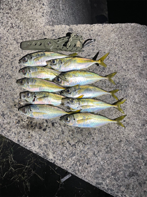 最近のアジング