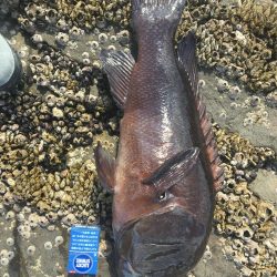 たかたか釣り日記