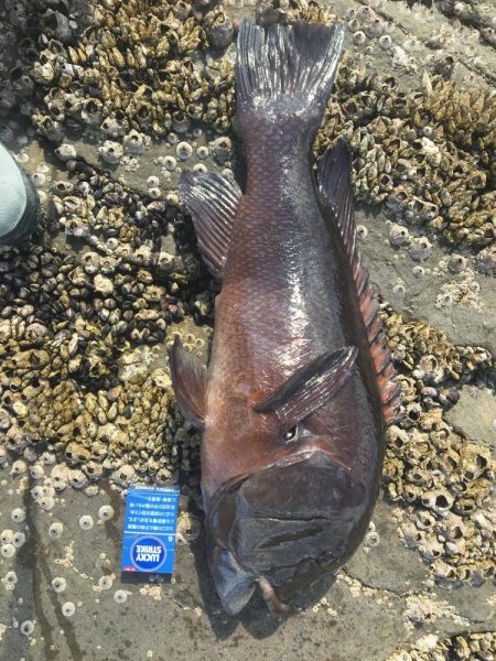 たかたか釣り日記