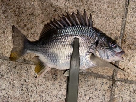 爆裂マイクロテンヤ