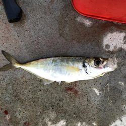 朝マヅメアジング