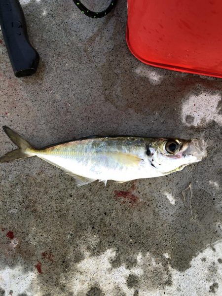 朝マヅメアジング