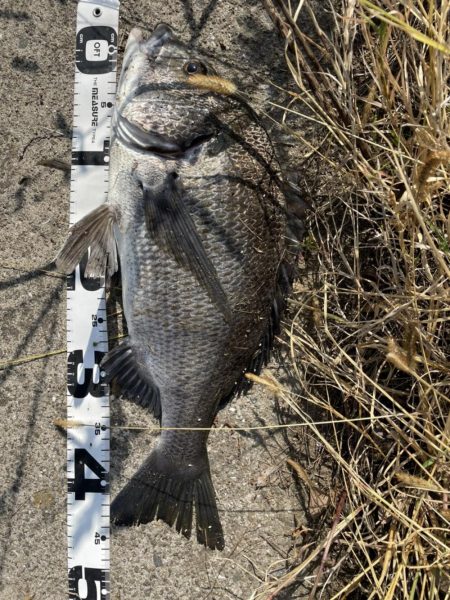 イチノ兄弟、釣果！