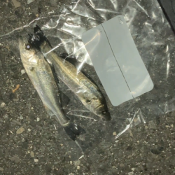 名古屋港でセイゴ釣り